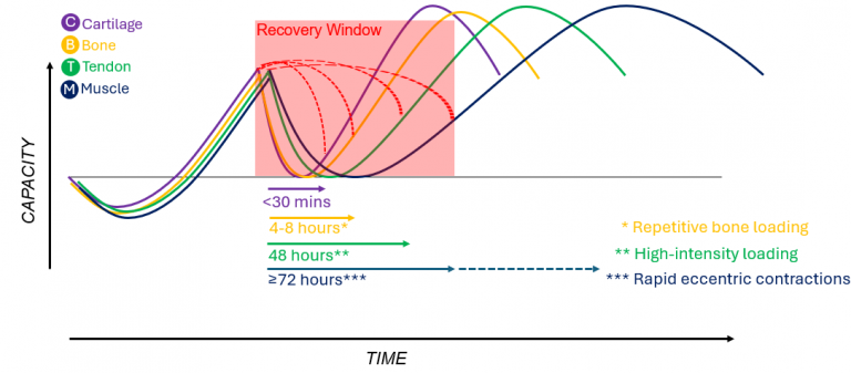 How Does Tissue-Specific Load Adaptation Fit Within the General Adaptation Syndrome Framework?