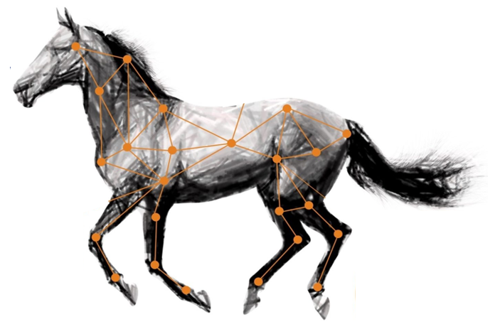 Could Human Athlete Training Principles Be Applied to High Performance Horses?