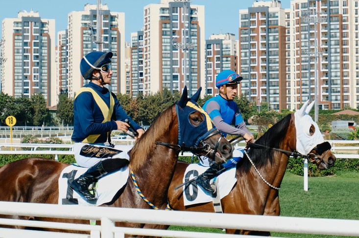 Could Human Athlete Training Principles Be Applied to High Performance Horses?